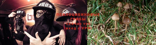 PSILOCYBIN Заволжье